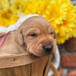Dark Pink Collar Female - Yellow female Labrador Retriever puppy in Hurtsboro, Alabama from PARK’s Family Farm