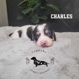 Charles - Piebald male Dachshund puppy in Modesto, California from Cabrera Family Kennels