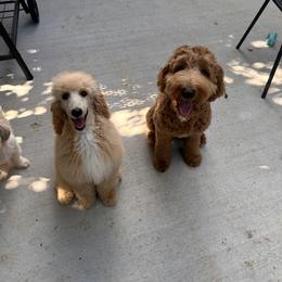 Goldendoodle and Shih Tzu All Grown Up from Shihtzuandoodlenc.LLC