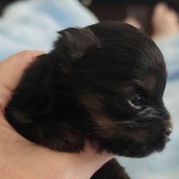 Boy 1 - Black and tan male Yorkshire Terrier puppy in Mobile, Alabama from Southern Elite Yorkies