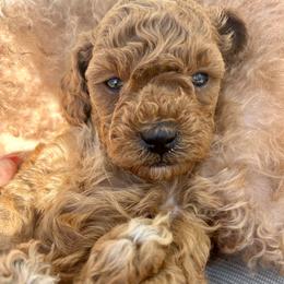 Ginger - Red female Cavapoo puppy in Waterford, Connecticut from Family Cavapoos