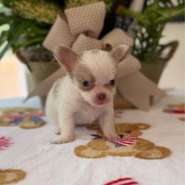 Milo - Chocolate blue male Chihuahua puppy in Harrison, Michigan from Cloud9 Chihuahuas