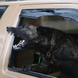 Dutch Shepherd puppies from Pytka Performance K9