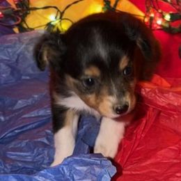 Black tri 1 - Black tri female Toy Australian Shepherd puppy in Springfield, Missouri from Donnie's Miniature & Toy Australian Shepherds