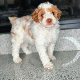 Marshmellow - Apricot male Poodle puppy in South Jordan, Utah from Suncrest Doodles