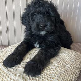 Waves - Phantom male Bernedoodle puppy in Clarinda, Iowa from Root and Branch Bernedoodles