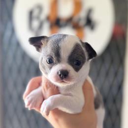 Cleo - Blue and white female Chihuahua puppy in Harrison, Michigan from Cloud9 Chihuahuas