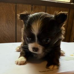 Girl 1 - Chocolate and white female Chihuahua puppy in Yamhill, Oregon from Diamond Dog Chihuahuas