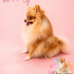 Whisper - Pomeranian