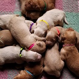 Goldendoodle Puppies from Flying Feather Farm