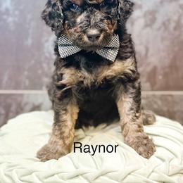 Raynor - Phantom male Goldendoodle puppy in Pasco, Washington from Camp Doodle Woods