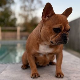Dawn - French Bulldog