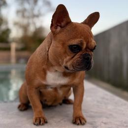 Dawn - French Bulldog