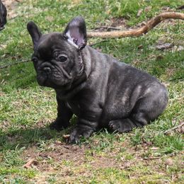French Bulldog Puppies from Yukon Golden Retrievers and French Bulldogs