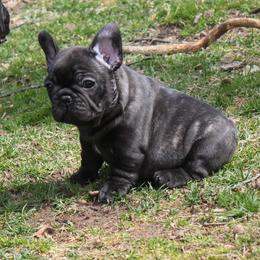 French Bulldog Puppies from Yukon Golden Retrievers and French Bulldogs