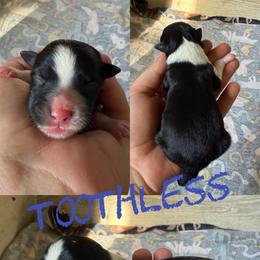 Toothless - Black and white male Border Collie puppy in Sanger, California from Flying M Cactus Ranch Buddies