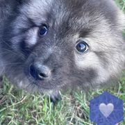 "Bluey" Keeshond Puppies from Kozy Keeshonden