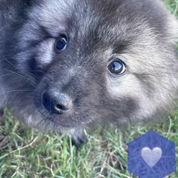"Bluey" Keeshond Puppies from Kozy Keeshonden
