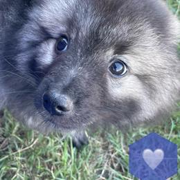 "Bluey" Keeshond Puppies from Kozy Keeshonden