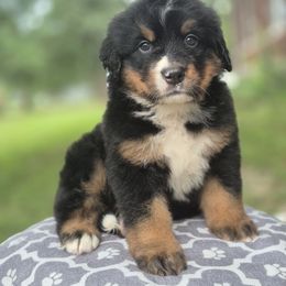 Reba - Black rust and white female Bernese Mountain Dog puppy in Argyle, Iowa from Sugar Creek Kennels