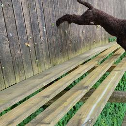 Poodle Puppies from My Buddies Puppies