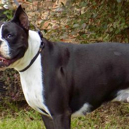 Boxers from Toledo Bend Boxers