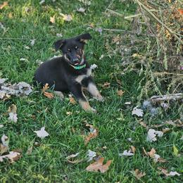 German Shepherd Puppies from Von Thomson Haus