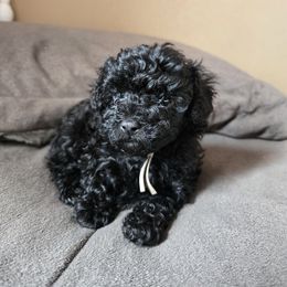 Leather - Black male Poodle puppy in Covington, Virginia from A  Gift from above kennel,  LLC
