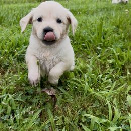 Golden Retriever Puppies from Avalon English Retrievers