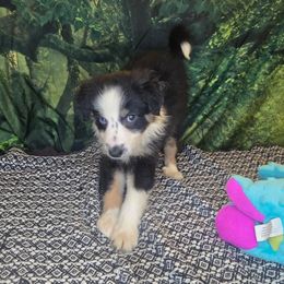 Debbie - Tri-color female Border Collie puppy in Fenton, Michigan from Darrowby Border Collies