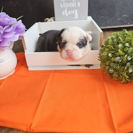 Bulldog Puppies from Mandy Judd