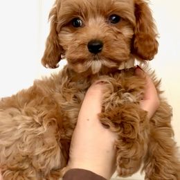 White Male - Red male Cavapoo puppy in Gilbert, Arizona from Azbernedoodlepuppies