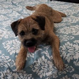 Border Terriers from Terrasol Border Terriers