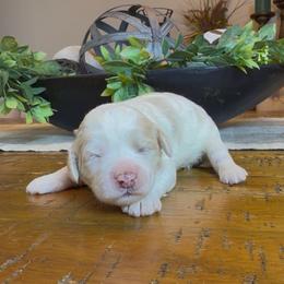 Holly - Yellow and white female Bernedoodle puppy in Cartersville, Georgia from Simply Blessed Doodles