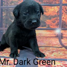 Goldendoodle, Golden Retriever, Labradoodle, and Labrador Retriever Puppies from Robertson's Retrievers and Doodles