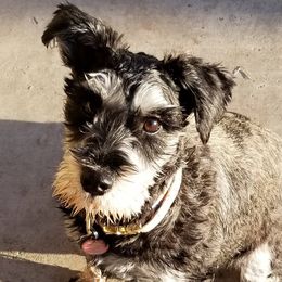 Miniature Schnauzers from Donna's Miniature Schnauzers