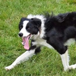 Border Collies from Blue Ridge Mountain Border Collies