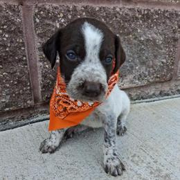 Boy 4 - Liver and white male German Wirehaired Pointer puppy in Potosi, Wisconsin from Point and Flush Gun Dogs