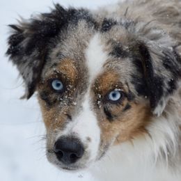 Stevie - Miniature American Shepherd