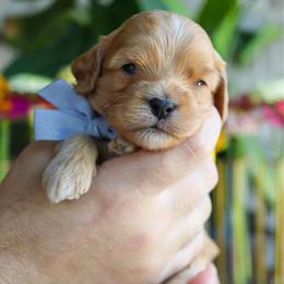 Jet - Red male Cavapoo puppy in Salado, Texas from Red Ranch Dogs