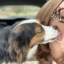 Kylie - Toy Australian Shepherd
