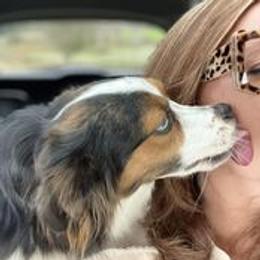 Kylie - Toy Australian Shepherd