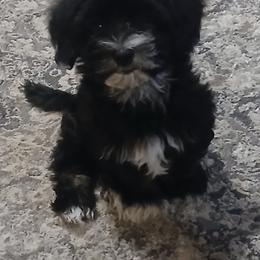 Baby Boy - Black and white male Havanese puppy in Batesburg, South Carolina from Watson Farms