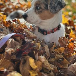 Cardigan Welsh Corgi Puppies from Wasatch Cardigan Corgis