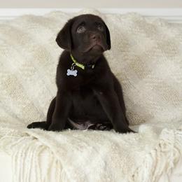 Labrador Retriever Puppies from Lorlyn Labradors