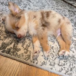 Miniature American Shepherd and Miniature Australian Shepherd Puppies from Trailside Mini Aussies