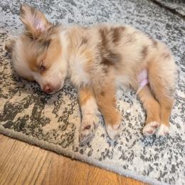 Miniature American Shepherd and Miniature Australian Shepherd Puppies from Trailside Mini Aussies