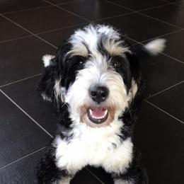 Cannoli - Bernedoodle