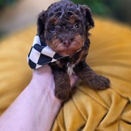 Rex - Phantom male Bernedoodle puppy in Decatur, Tennessee from Diamond's Doodles