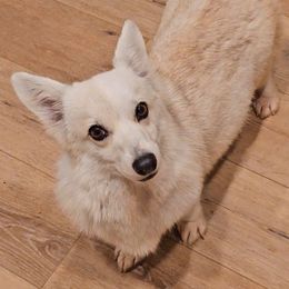 Shilo - Pembroke Welsh Corgi